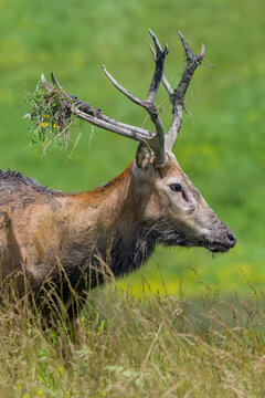 Male P&egrave;re David's deer with grass on antlers during rutting season display.