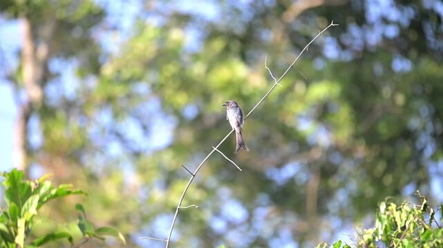 A Drongo with distinctive dark grey plumage and a deeply forked tail is captured resting on a slender twig with moving head on both sides.