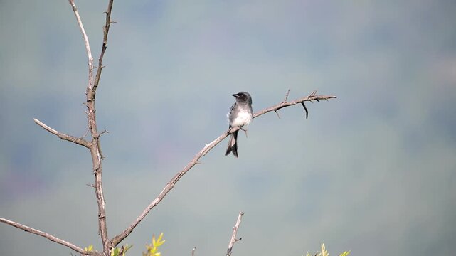 A small bird of Drongo sitting on a dry tree branch, looking around its natural habitat with call before taking flight.