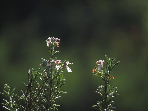 dragonfly on a flower