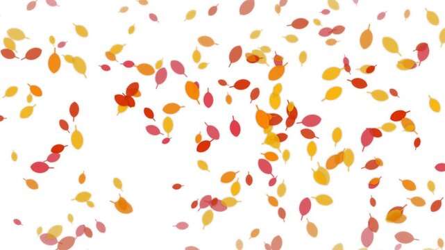 Falling Autumn Leaves Background. Seamless loop animation of colorful orange, red, and yellow autumn foliage leaves drifting on a clean white background, perfect for seasonal designs