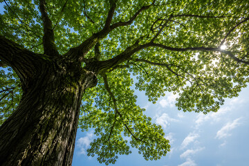 Obraz premium The forest background