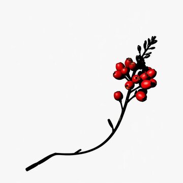 Black outline of a Geraldton Waxflower sprig with berries against a light gray background, botany, line art