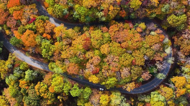 Car drive during road trip on Blue Ridge Parkway in full autumn splendor. North Carolina mountain highway lined with brilliant red, orange, and gold foliage.