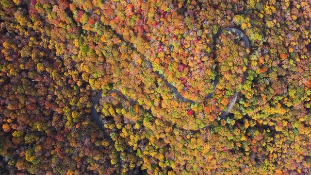 Car driving through colorful autumn scenery in mountain region. Winding forest road surrounded by golden leaves and cool air.