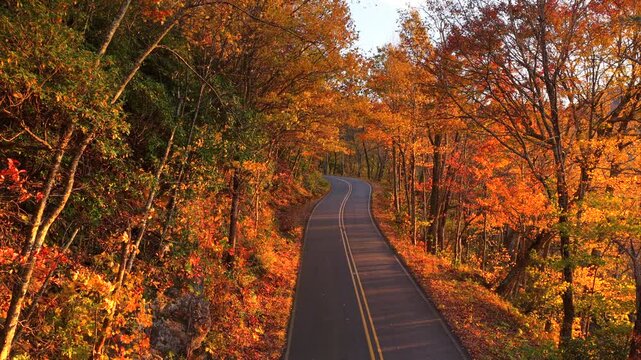 Empty mountain road crossing evening autumn forest filled with vibrant seasonal colors. Scenic landscape celebrating the beauty of fall season.