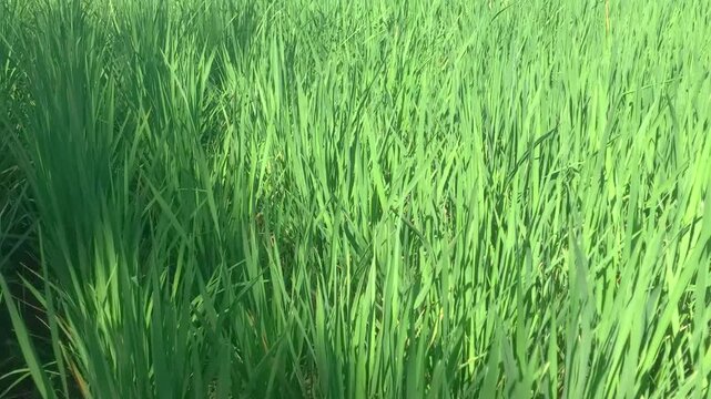 Fresh green rice plants texture growing vibrant in the agricultural field.