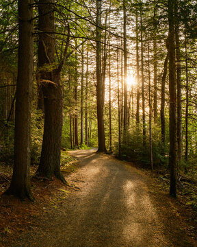 Forest path is illuminated by the setting sun at DAR Forest, Goshen, Massachusetts