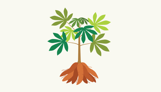Cassava agricultural plant with green leaves and edible tubers showing root system in simple flat vector illustration.