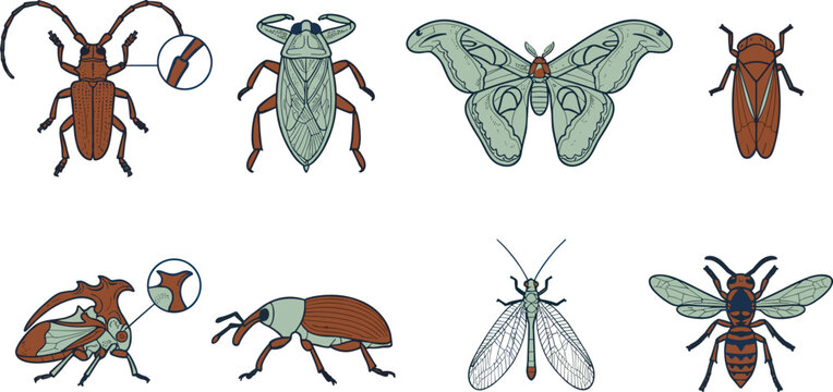 Insect Line Art Icon Set with Longhorn Beetle, Lanternfly, Luna Moth, Cicada, Weevil, Lacewing, and Wasp Vector Collection
