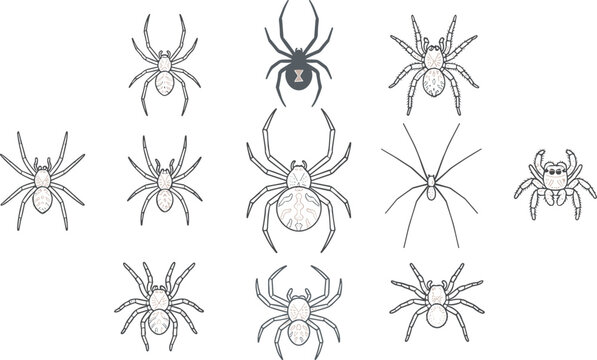 Spider Line Art Icon Set with Tarantula, Jumping Spider, Orb Weaver, Widow Spider, Arachnid Wildlife Illustrations, and Editable Vector Collection