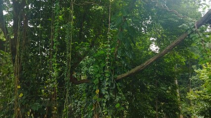 Obraz premium Lush Green Dense Forest Canopy With Hanging Vines and Overgrown Vegetation