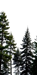 Fototapeta premium Pine trees collection conifer tree silhouettes on white background collection bundle of trees, winter scene, natural beauty