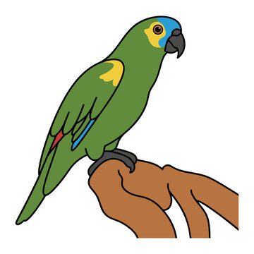 Blue-Fronted Amazon Parrot