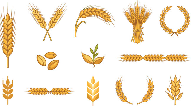 Wheat ear collection featuring golden cereal spikes grain harvest agriculture and farming botanical vector illustration set