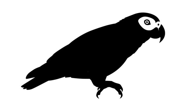 African Grey Jaco Parrot Side View Vector Illustration Realistic Bird Profile Isolated on White Background