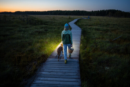 Woman hiker walking with basket full of mushrooms on wooden pathway accompanied by dog, female forager returning late from day out in autumn woodlands, walks with pet and lightning way with flashlight