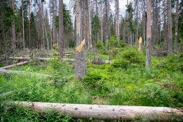 Fototapeta premium Forest clearing with fallen dead trees damaged by strong hurricane and infestation of bark beetles, spruce trees broken at base in woodlands after windfall, pests invasion and weather damage of woods.