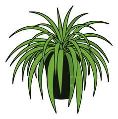 Fototapeta premium Spider plant houseplant flat vector illustration. Generative AI
