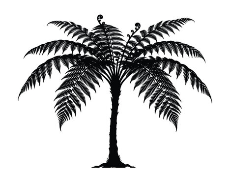 Silhouette of a tree fern with intricate fronds against a gray background.