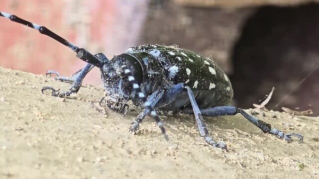 Newly emerged citrus longhorned beetle climbing up a wall after leaving the ground.4k