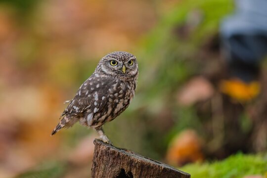 A cute little owl sits on a tree stump. A little owl in the nature habitat.  Athene noctua
