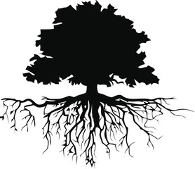 Obraz premium Tree silhouette with exposed roots on white background
