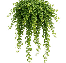 Fototapeta premium PNG Lush cascading green ivy plant