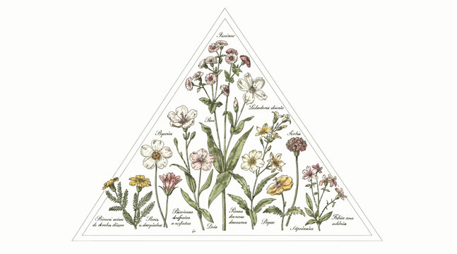Botanical Triangle: Vintage Watercolor Collection of Wildflowers