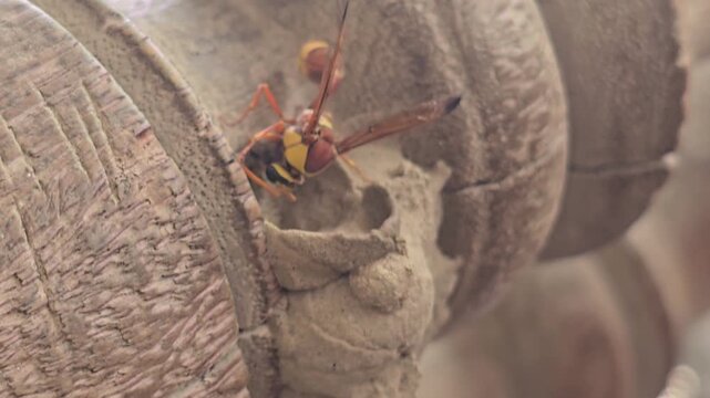 Potter wasp building mud nest on wooden surface, macro view of mason wasp constructing clay hive, insect behavior in natural habitat