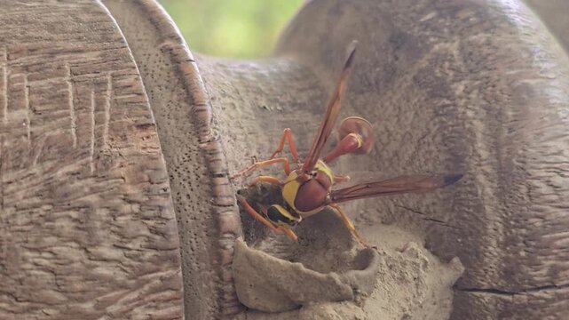 Potter wasp building mud nest on wooden surface, macro view of mason wasp constructing clay cell, yellow and brown insect wildlife behavior