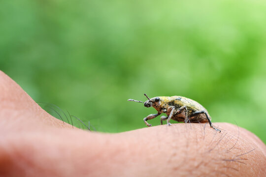 Beetle insect with yellow and black body walking on human skin with hair, close up macro photography showing detailed texture and natural outdoor environment