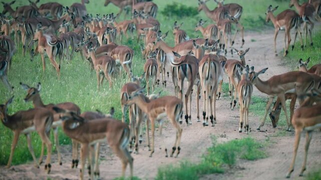 A massive herd of impala antelopes grazing and moving along a dirt track in the South African savanna. Authentic wildlife behavior in a natural habitat.