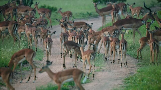 A massive herd of impala antelopes gathers on a dirt track in the South African savanna, showcasing authentic wildlife behavior in a cinematic natural setting.