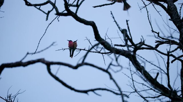 A pair of colorful carmine beeeaters sit together on a leafless branch against a blue sky in Greater Kruger. Useful for wildlife documentaries and nature conservation content.