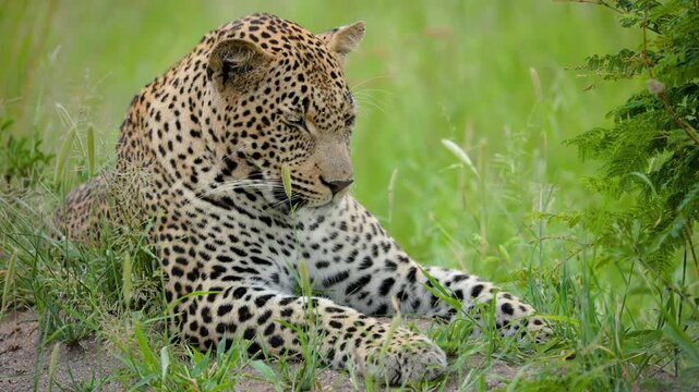 A cinematic close up of a wild leopard lying in lush savanna grass. Captures authentic wildlife behavior in South Africa.