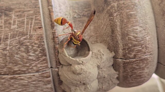Potter wasp building mud nest on wooden surface, macro view of mason wasp constructing clay hive, potter wasp insect behavior in nature