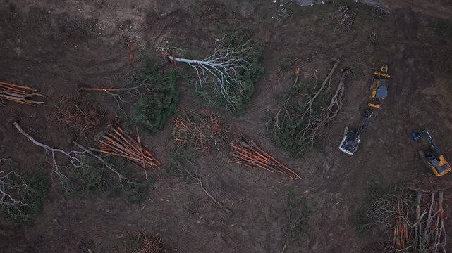 Aerial overview of cleared woodland with stacked logs and machinery at Edgeworth site, drone tracking along broken trees to excavators and suburban neighborhood