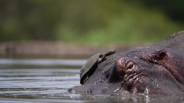 Closeup of a terrapin trying to stay on a hippo's head while the animal is rolling to its side in a small pond with a green blurred background, Greater Kruger.