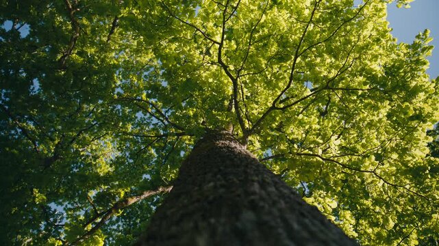 A low upward view rises through a sunlit tree trunk into fresh spring canopy, where vivid green leaves, branching structure, and blue sky create an abstract natural background with themes of life.