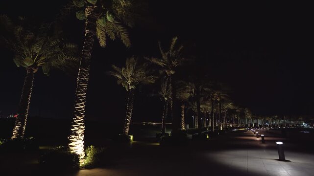 Cinematic night footage of a peaceful pedestrian walkway in the Middle East. Warm uplighting highlights the majestic tropical palm trees and manicured path.