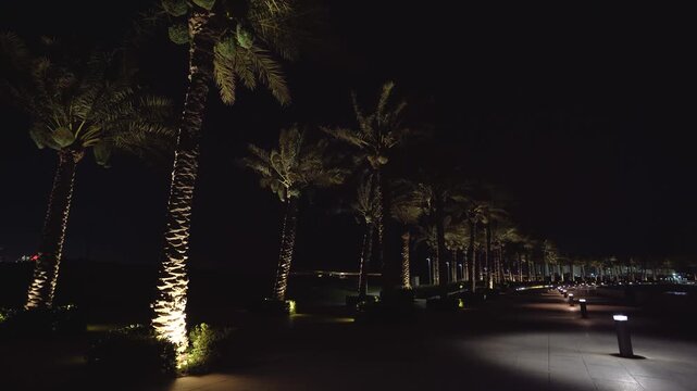 Beautiful nighttime scenery in Doha, Qatar. A serene paved pedestrian promenade is lined with tall date palm trees glowing warmly against the dark sky.