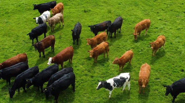Mixed brown, black and white cattle move together across a vivid green pasture on Exmoor farmland in Devon, filmed from above.