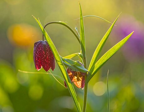 Delicate fritillary flower blooming in soft sunlight