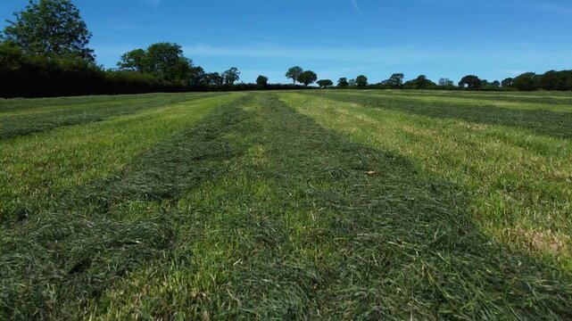 Freshly mown countryside field with striped grass rows under a clear blue summer sky in East Devon.