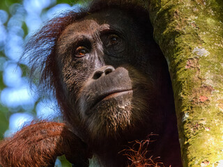 Sumatran Orangutan (Pongo abelii) in Sumatra © Imogen