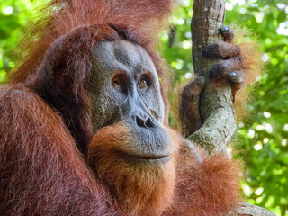 Sumatran Orangutan (Pongo abelii) in Sumatra © Imogen