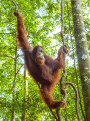 Fototapeta premium Sumatran Orangutan (Pongo abelii) in Sumatra