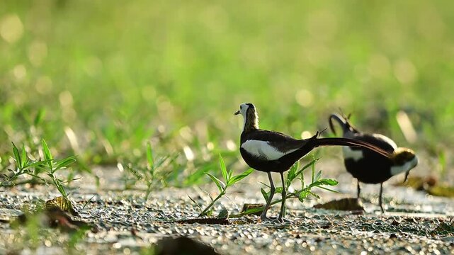 A beautiful pair of Pheasant-tailed Jacanas stands gracefully in a freshwater wetland illuminated by soft golden sunrise light.