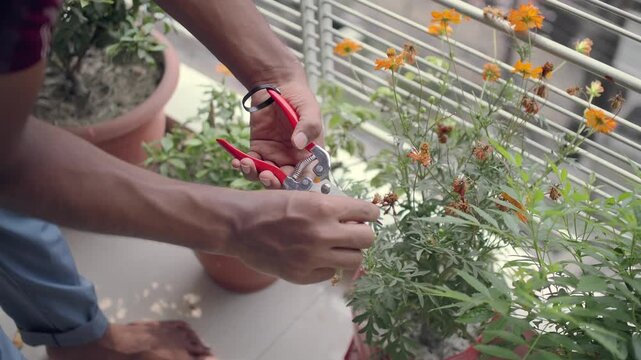 Gardening tips for pruning flowers in an apartment